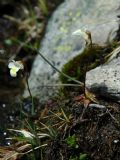 Pinguicula alpina